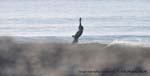 Ralph 5-19-09 Surf 33