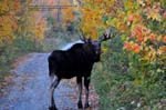 RALPH Maine October 2009 The Moose