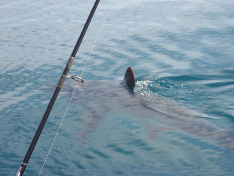 DeanShark2