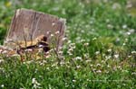 BGinsberg_2010-03-24_10