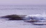 Easter 4-4-2010  1