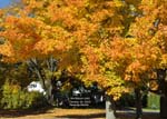 Foliage October 29-2009 3